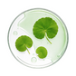 舒緩修護頭皮凝膠 Cica-calm Dermo-Soothing Jelly 75ML